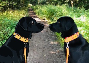 Hund echt und gezeichnet