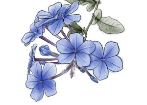 Digitale Blütenzeichnung