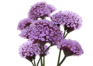 Blütenzeichnung digital